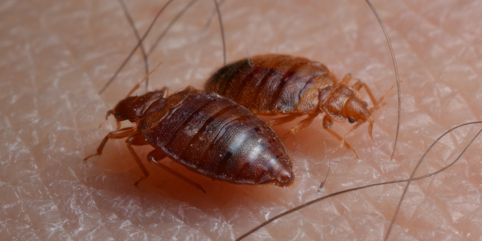 Bed Bugs Bugsbegone bed-bugs-bugsbegone