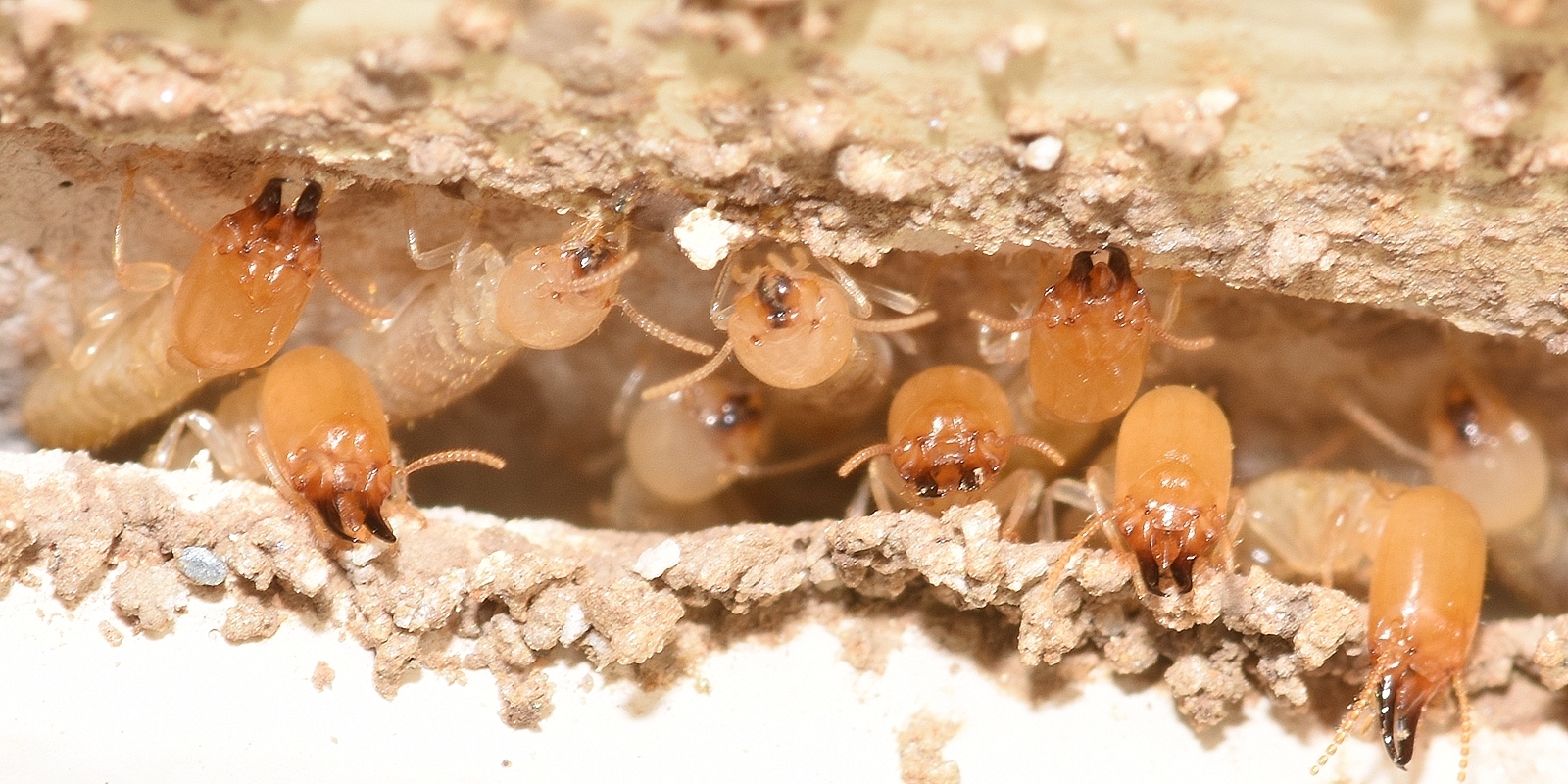 Termite Control Experts
